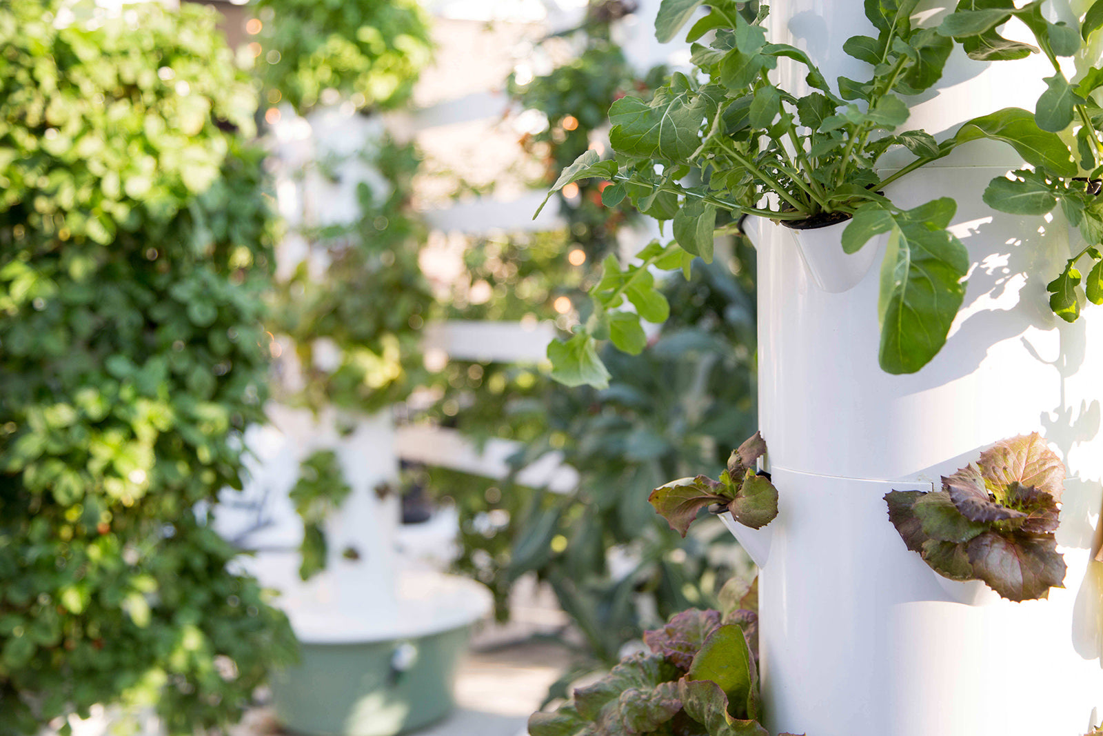 150 different crops you can grow on the Tower Garden