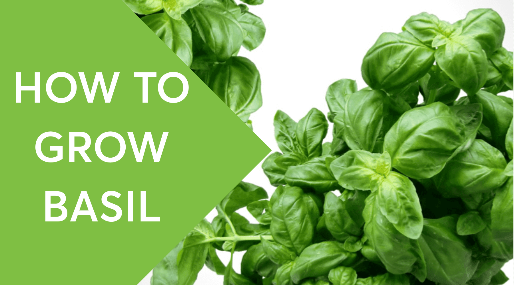 Tower Garden Grow Guide: How to Grow Basil