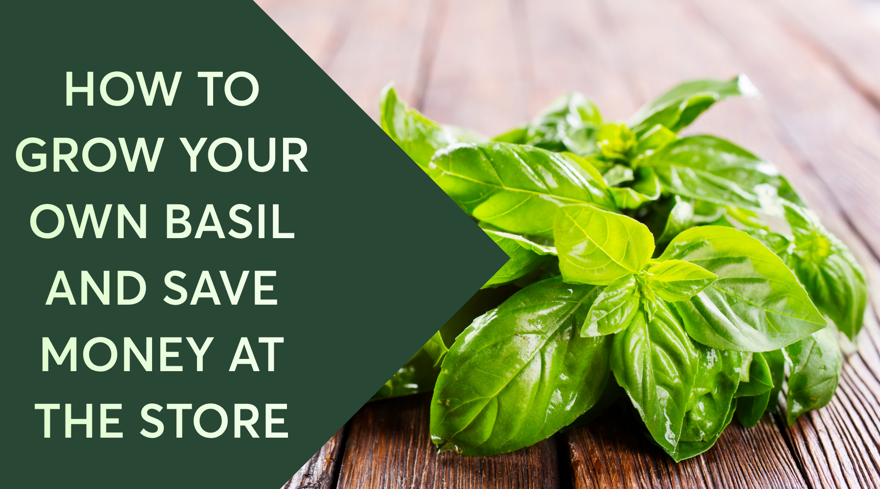 How to Grow Your Own Basil (and Save Money at the Store) – Tower Garden