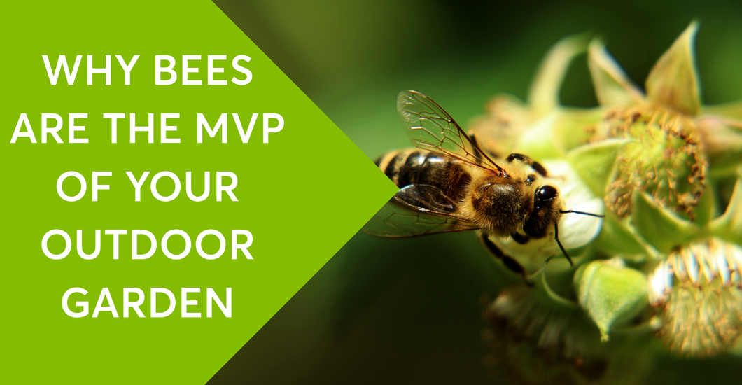 Why Bees are the MVP of Your Outdoor Garden and How to Attract Them ...