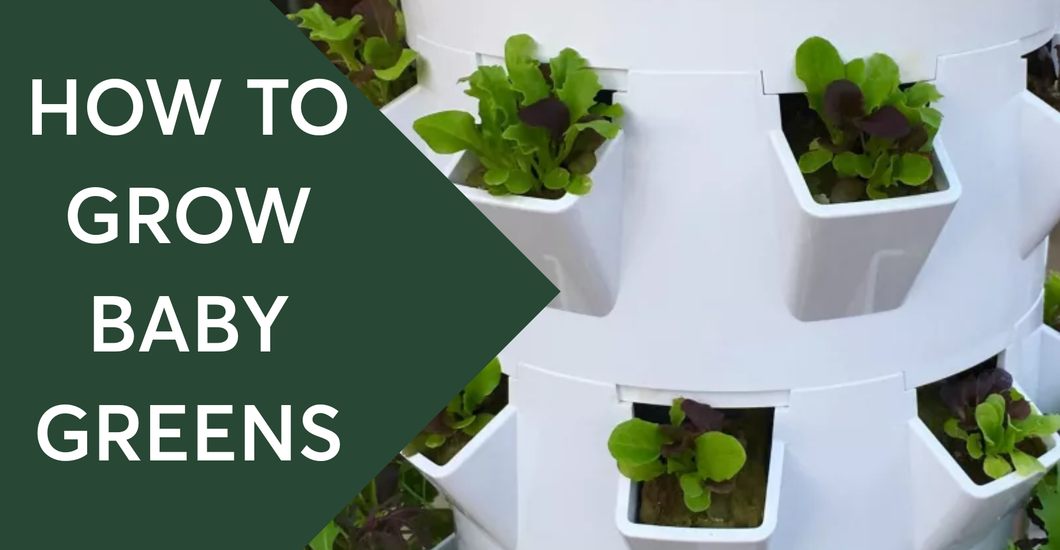 Tower Garden Grow Guide: How to Grow Baby Greens