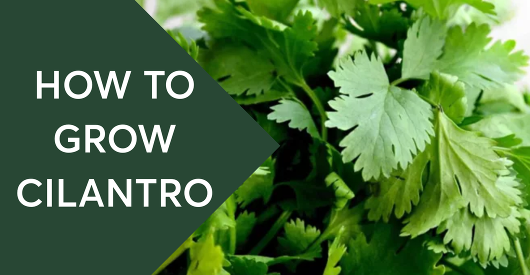 Tower Garden Grow Guide: How to Grow Cilantro