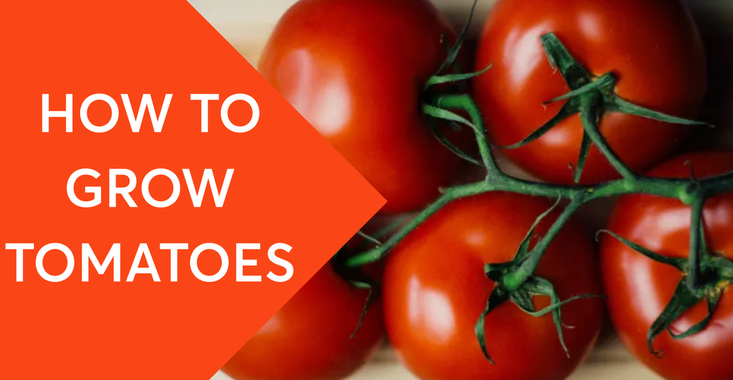 Gro Guidi Tower Garden Grow Guide: How to Grow Tomatoes