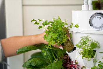 How (and When) to Harvest