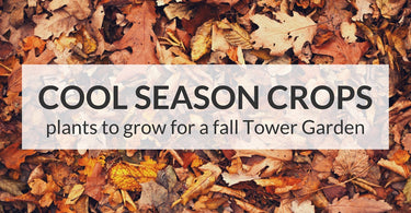 Now Is the Time to Plant Your Cool Season Crops – Tower Garden