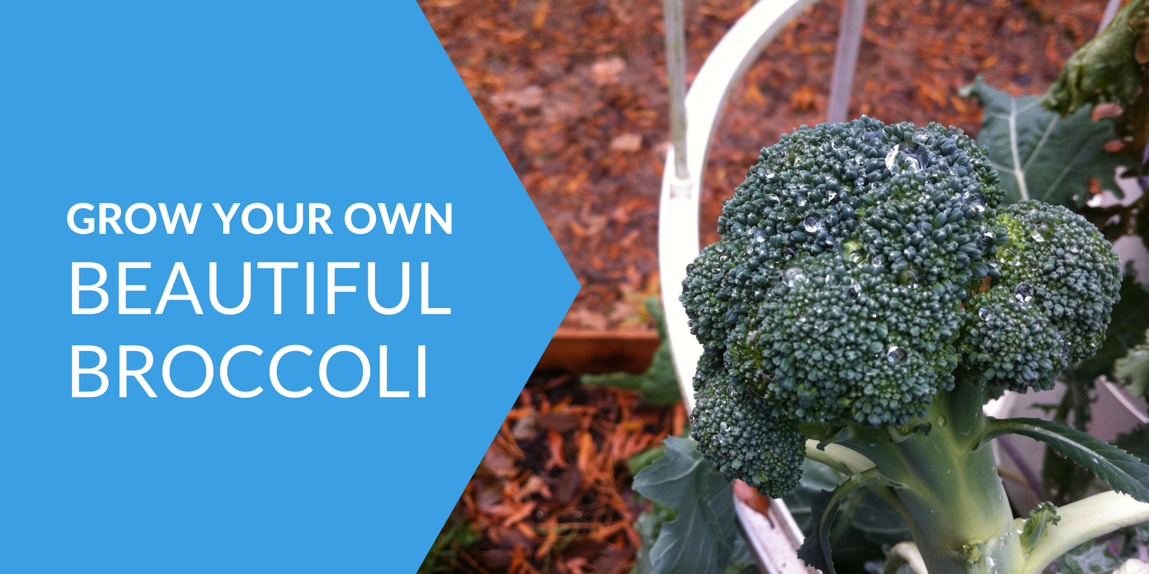 How to Grow the Best Broccoli You’ll Ever Eat – Tower Garden