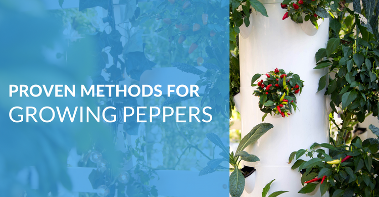 How to Grow Your Own Positively Perfect Peppers – Tower Garden