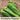 Anaheim Pepper Seed Pod