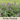 Anise Hyssop Seed Pod