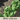 Bibb Lettuce Seed Pod