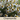 Chamomile Seed Pod