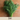 Dill Seed Pod