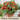 Micro-Tomato Seed Pod