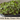 Mild Baby Green Mix Seed Pod