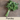 Parsley Seed Pod