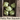 Patty Pan Squash Seed Pod