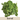 Sorrel Seed Pod