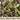 Spicy Baby Green Mix Seed Pod